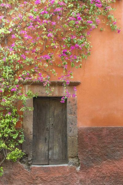 Mexico Bougainvillea outside wooden doorway